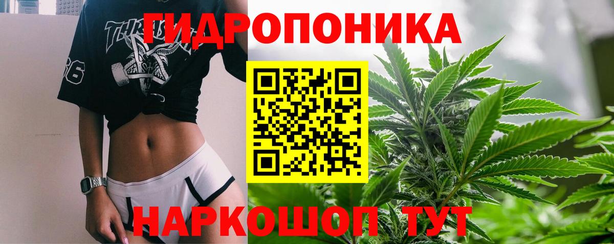 Конопля гибрид Новозыбков
